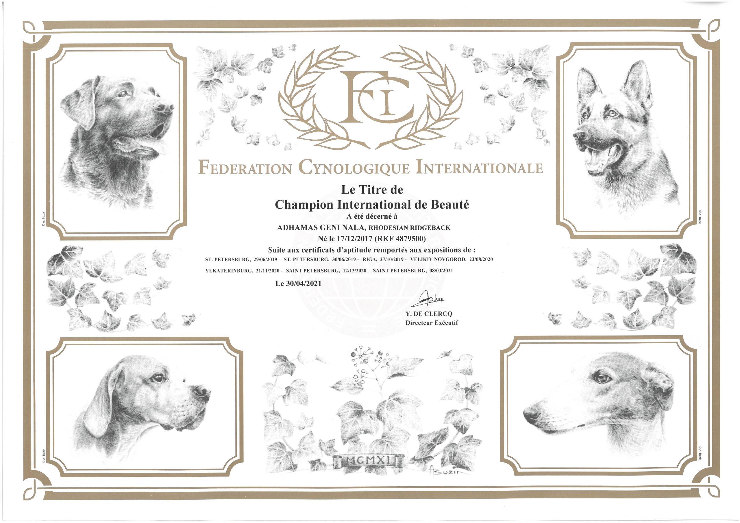 Новости. Rhodesian ridgeback Adhamas Geni Nala