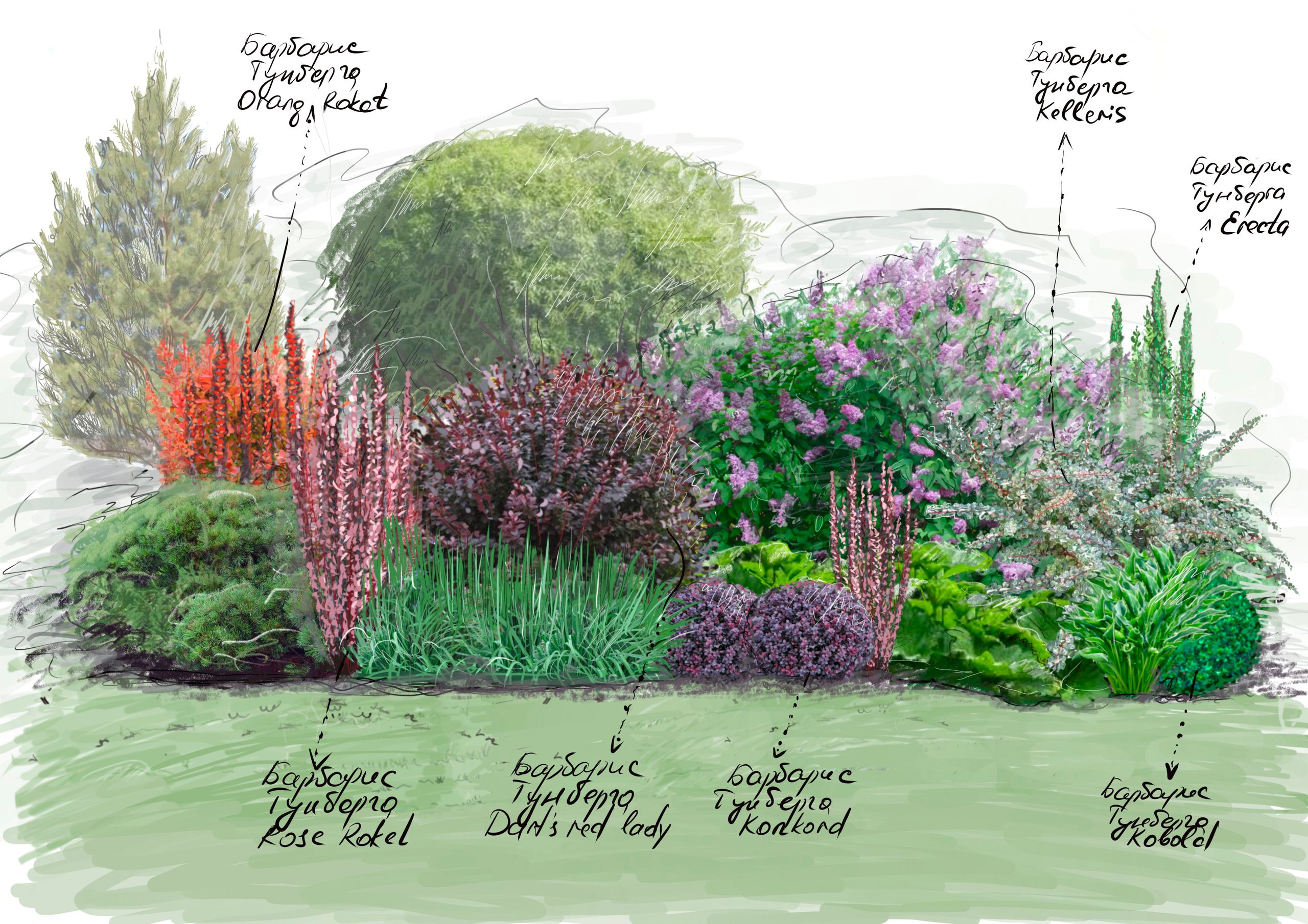 Сад-коллекция барбарисов. Студия ландшафтного дизайна в Москве. Love My Garden