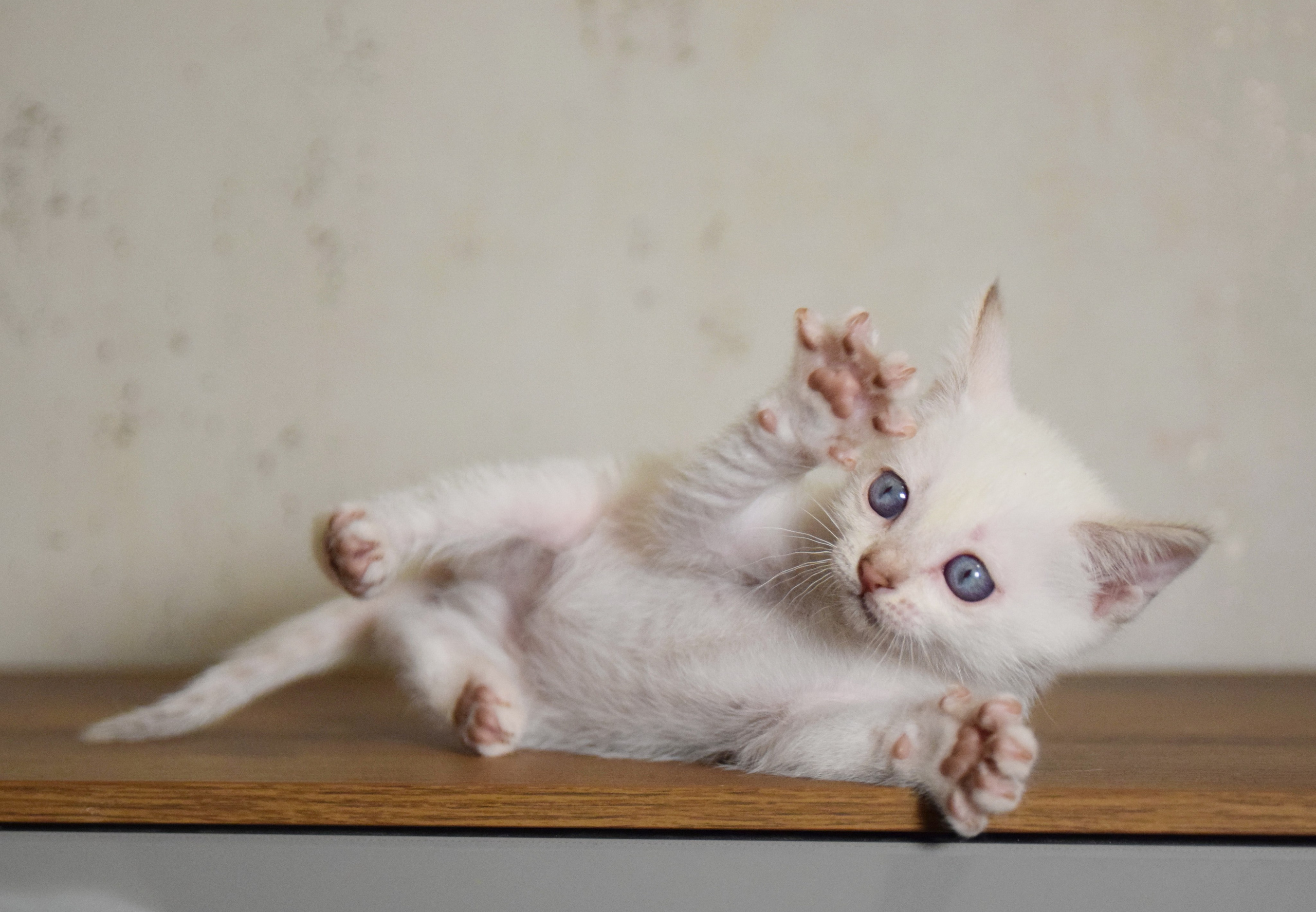 Котята. Питомник тайских кошек в Санкт-Петербурге Noyland