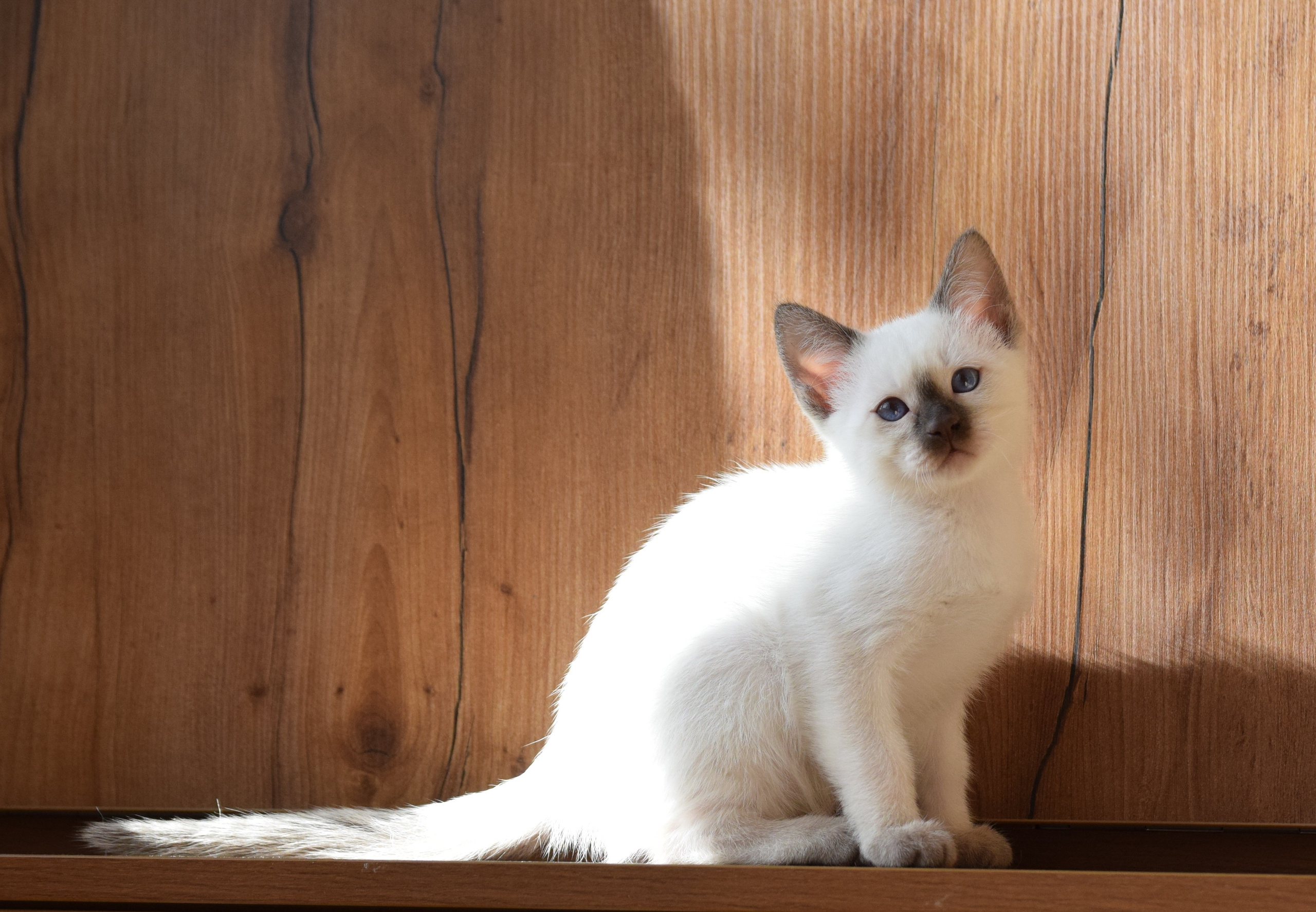 Котята. Питомник тайских кошек в Санкт-Петербурге Noyland