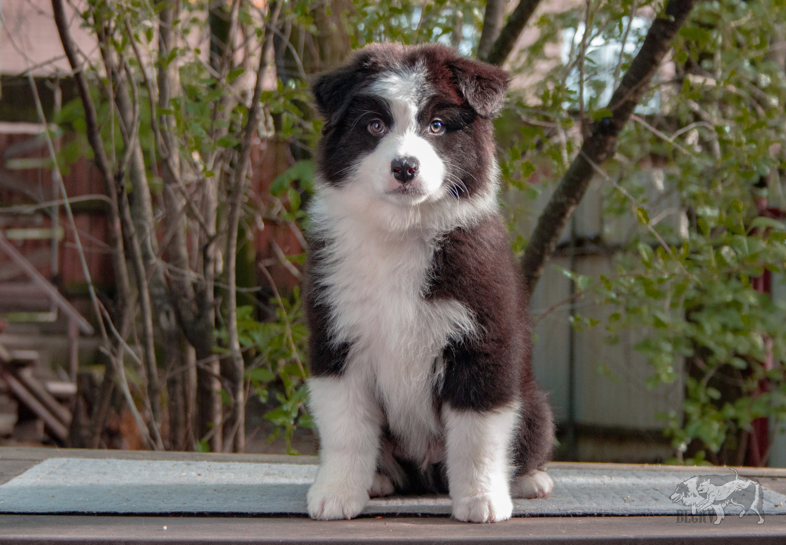 А-помёт. BLGKV питомник собак