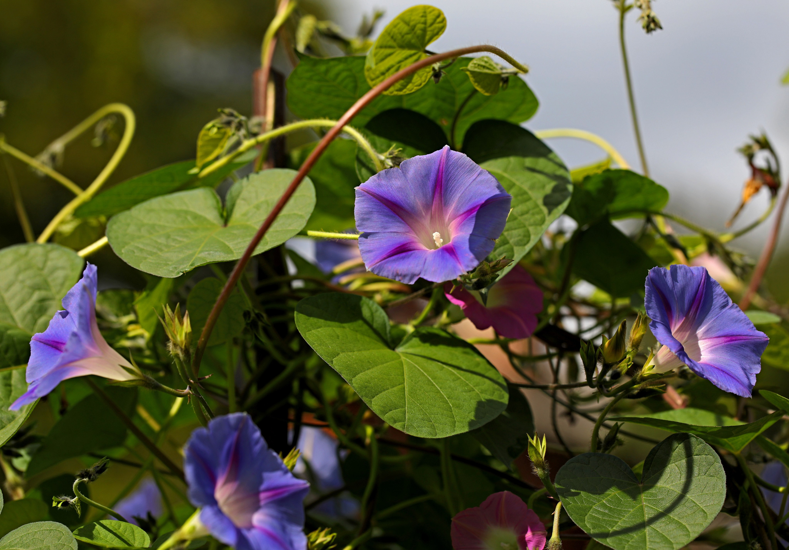 КЛИЕНТЫ Скачать проекты. Фото-художник и Репортажный фотограф Николаев Александр Алексеевич