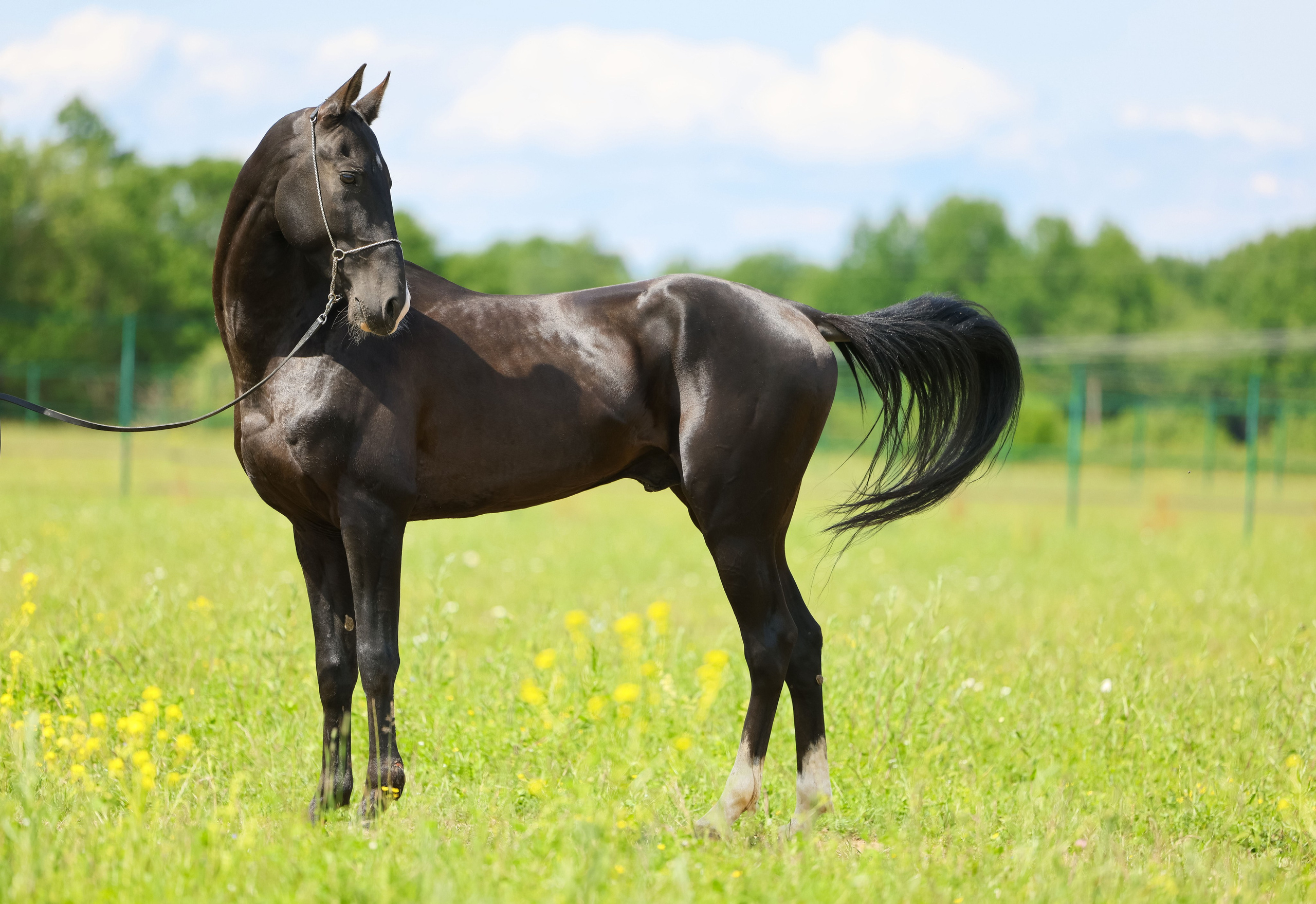 Аламир-Шах. Продажа ахалтекинских и полукровных лошадей