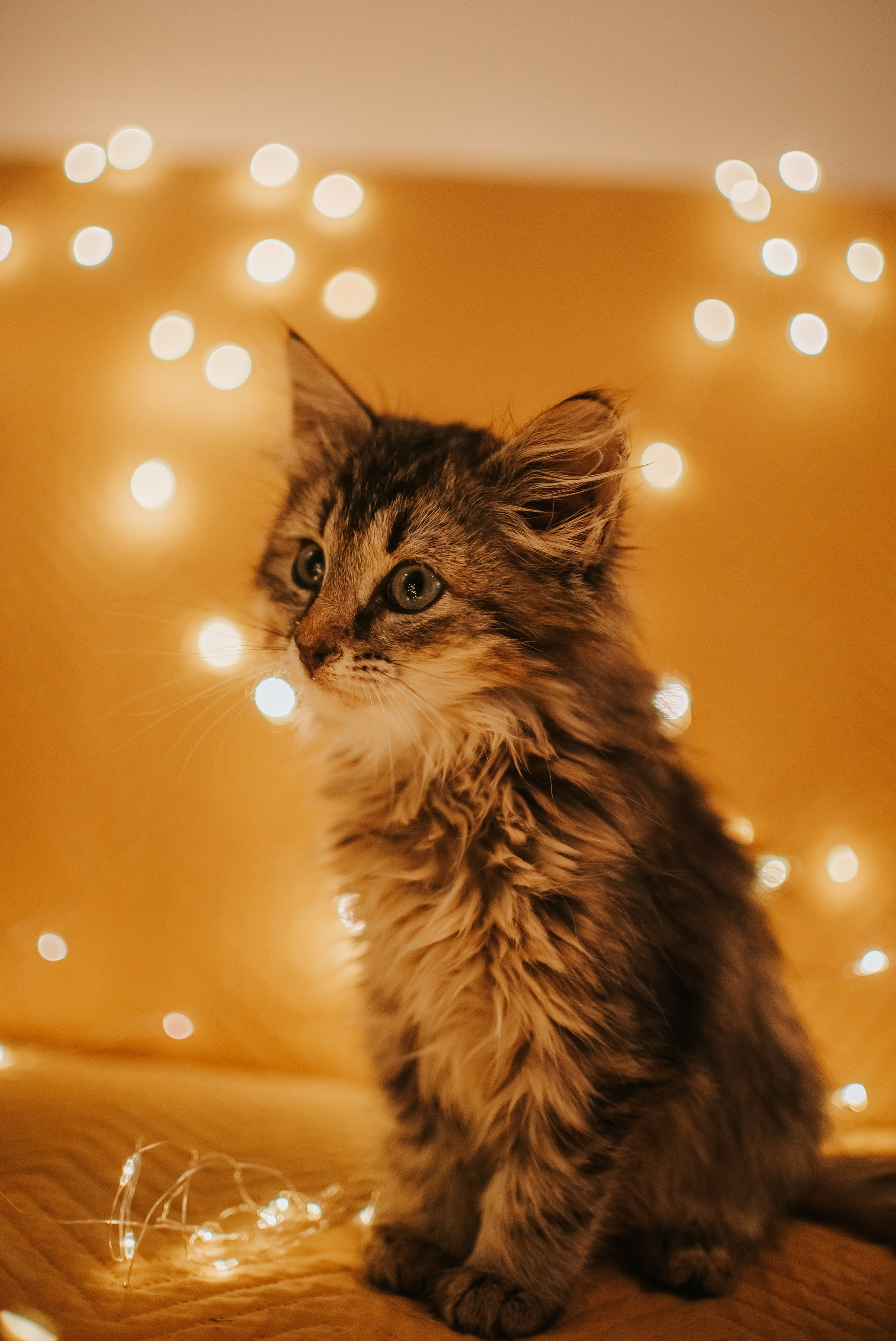 Животные на пристройство. Фотограф-анималист Валерия, Москва, Мытищи