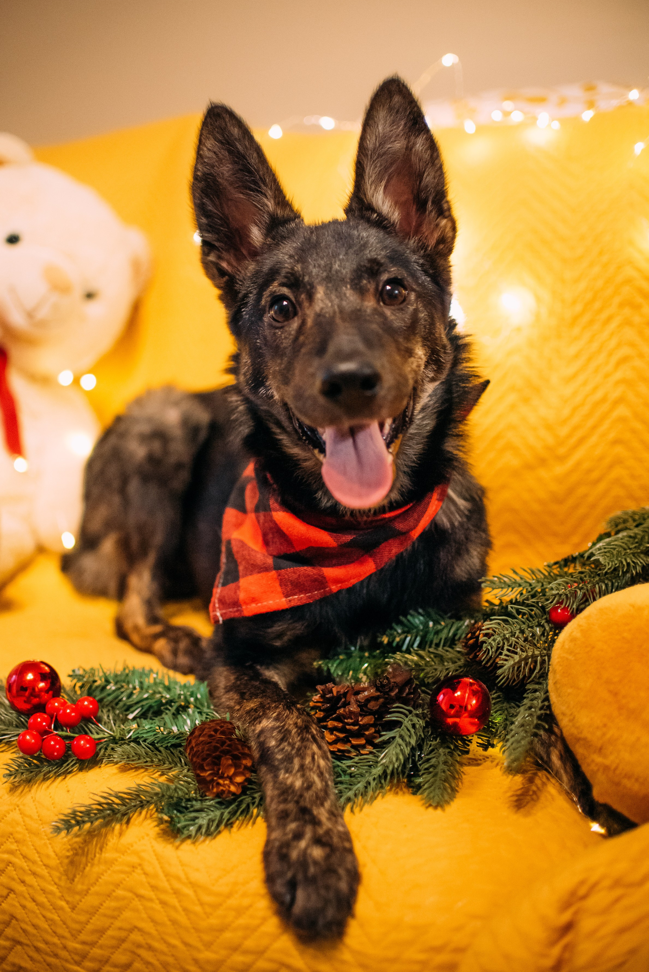 Животные на пристройство. Фотограф-анималист Валерия, Москва, Мытищи