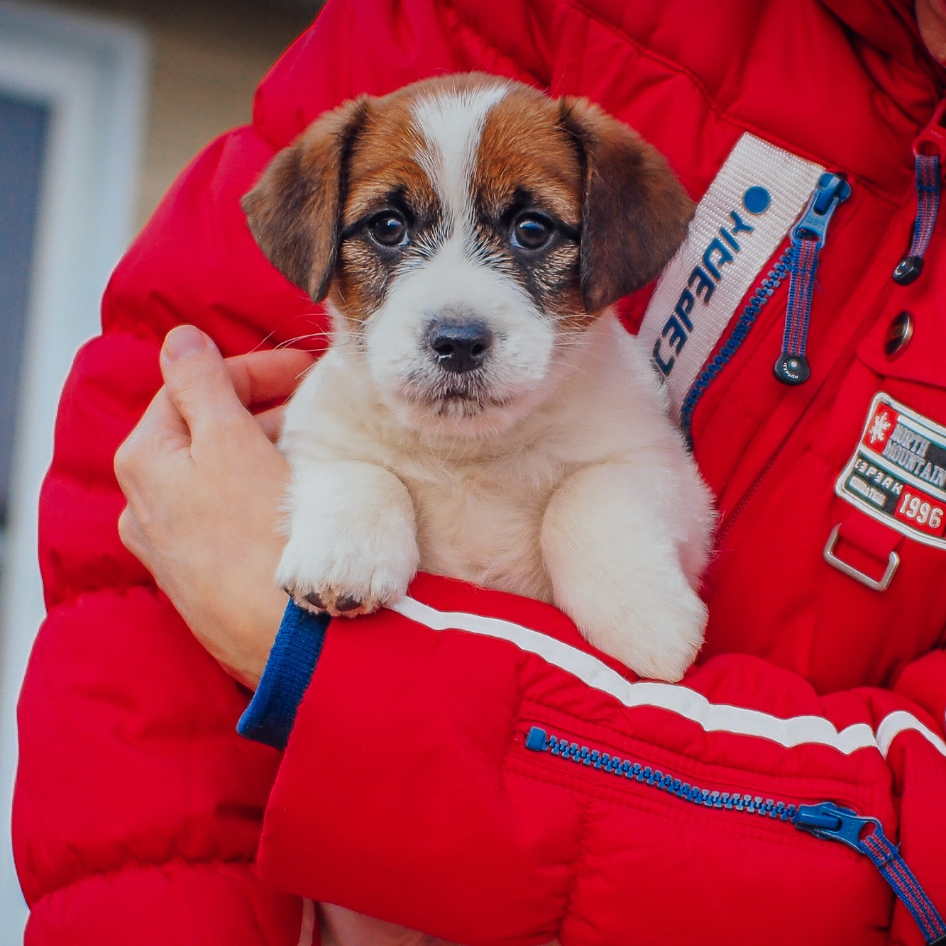 LITTER “CH»23_11_2024. CANE MAESTRO — kennel Jack Russell Terrier