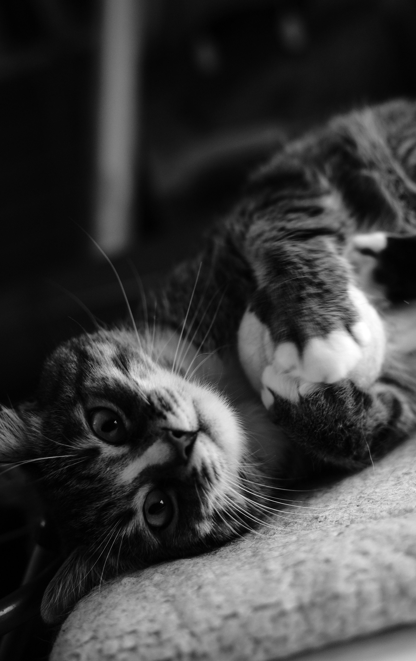 Услуги. Портретный фотограф в Москве Ланин Сергей