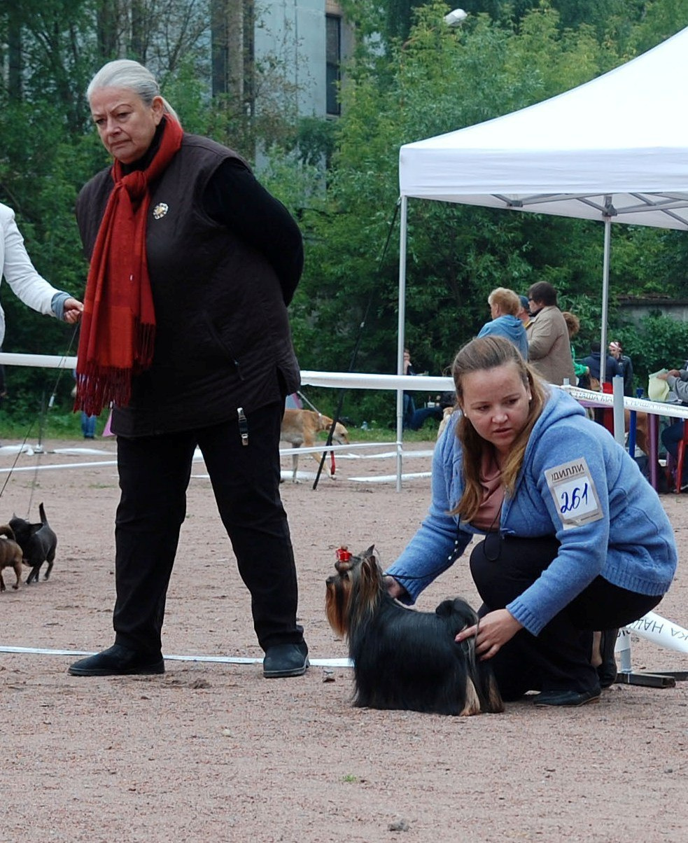 2015 г Результаты выставок. Питомник Йоркширских терьеров Дэнстайл в Санкт-Петербурге заводчик Тих