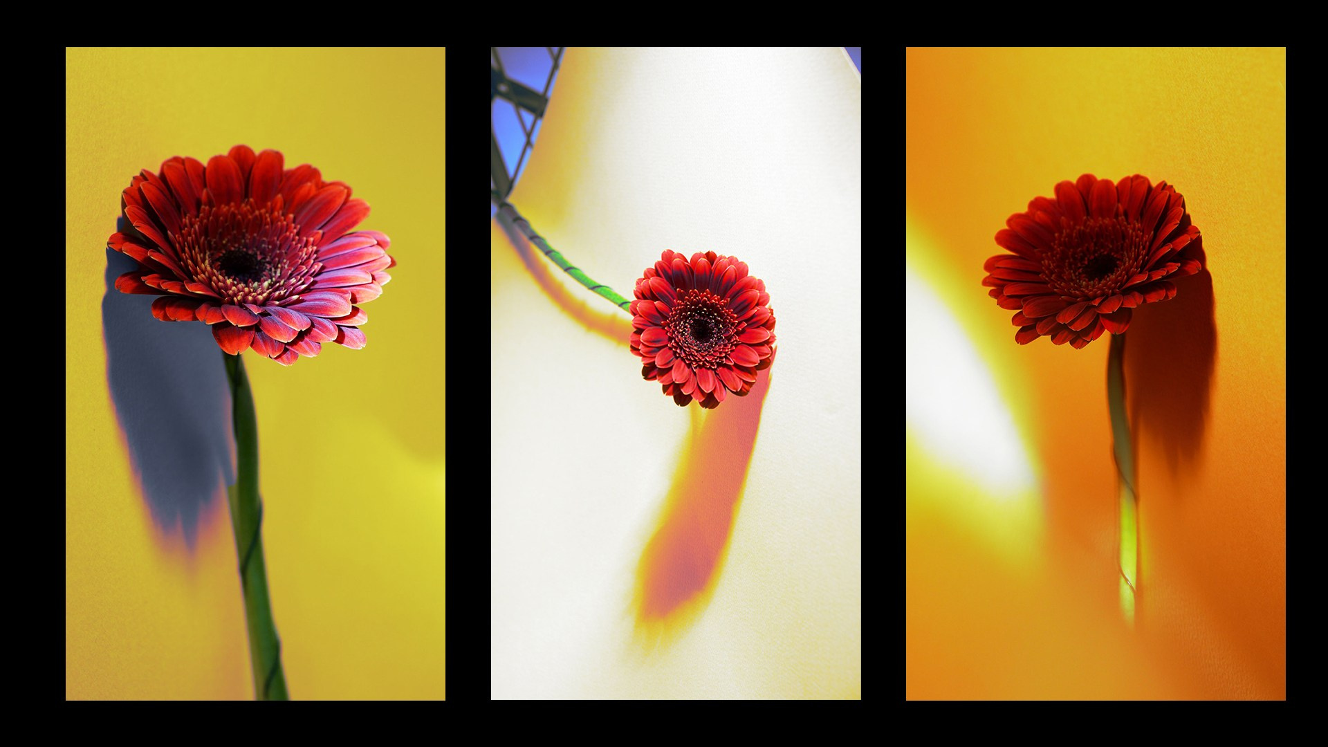 Этапы жизни. Фотограф из Москвы — DASHA NOVA | Авторская фотография в разных жанрах