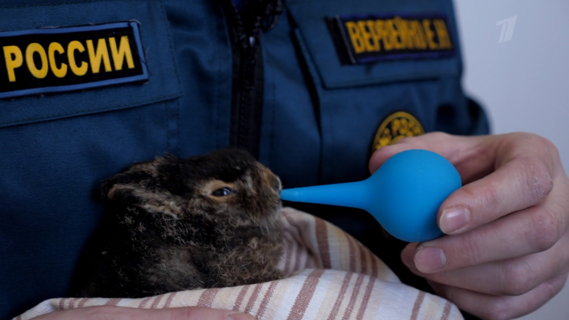 1tv. Видеограф Турчин Денис