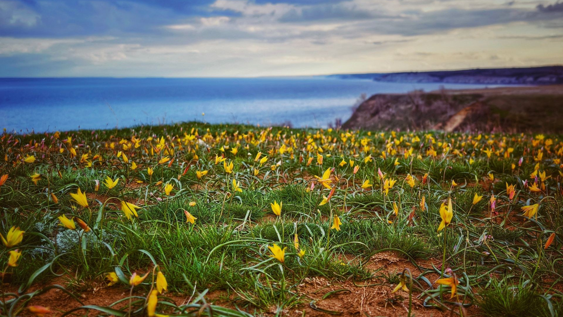 Желтые цветы на Александровском грабене, цветущие на фоне Волги и облачного неба
