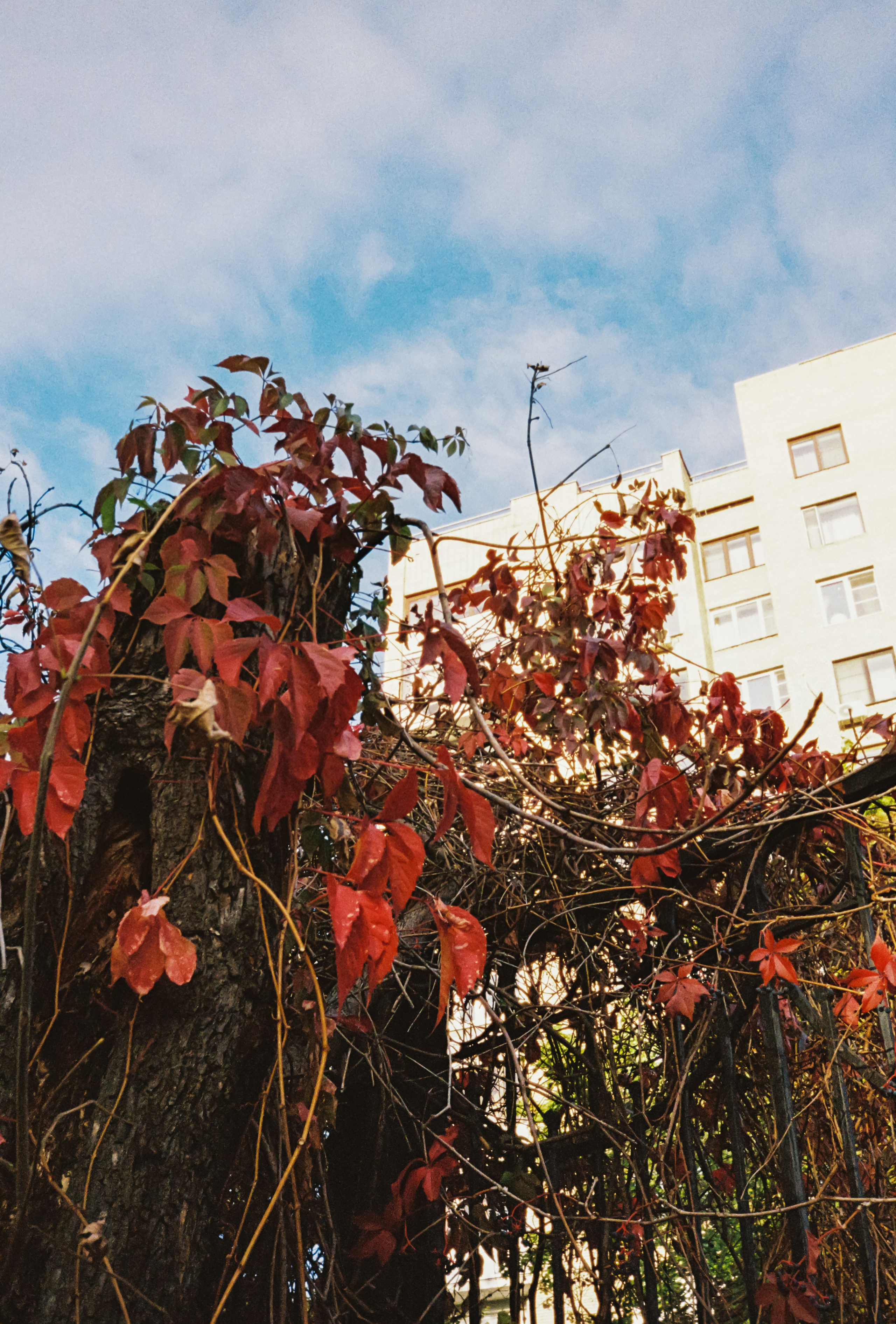 Красная осенняя листва в парке Усадьба Трубецких