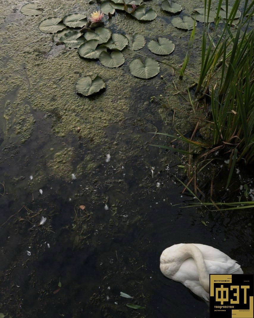 ФЭТ: Фотография Творчество Эстетика