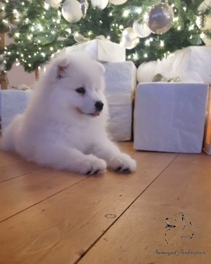 купить щенка