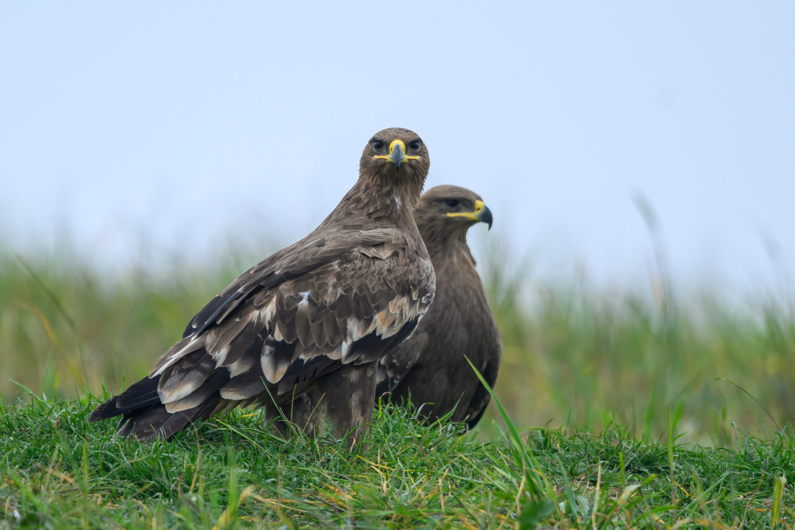 Что убивает степного орла?. Wildlife photography by Sergey Puponin