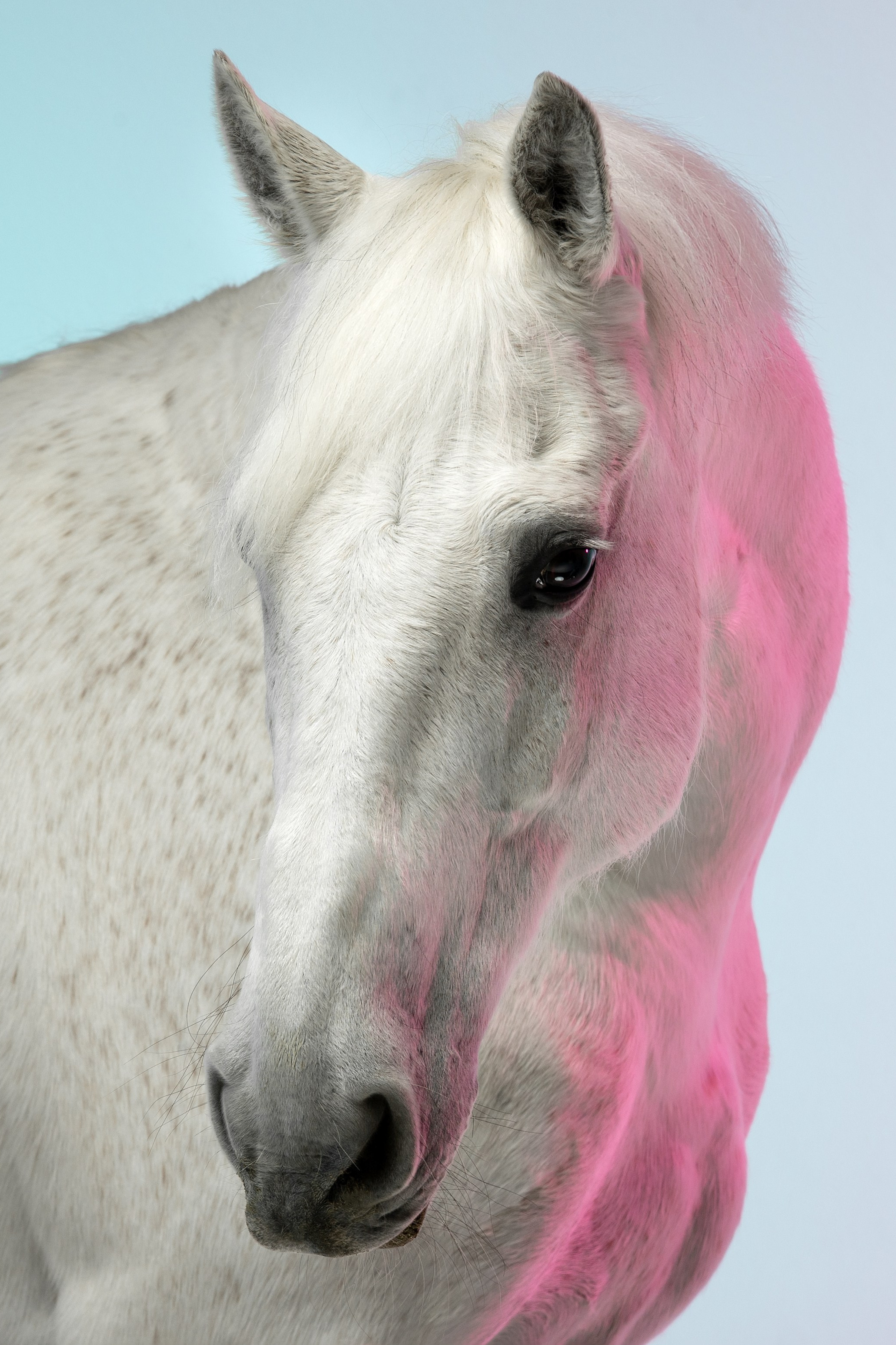 Фотосессия с лошадьми в СПб. Конный фотограф Яна Орлова. Услуги. Конный фотограф Яна Орлова. Фотосессии с лошадьми в Санкт-Петербурге