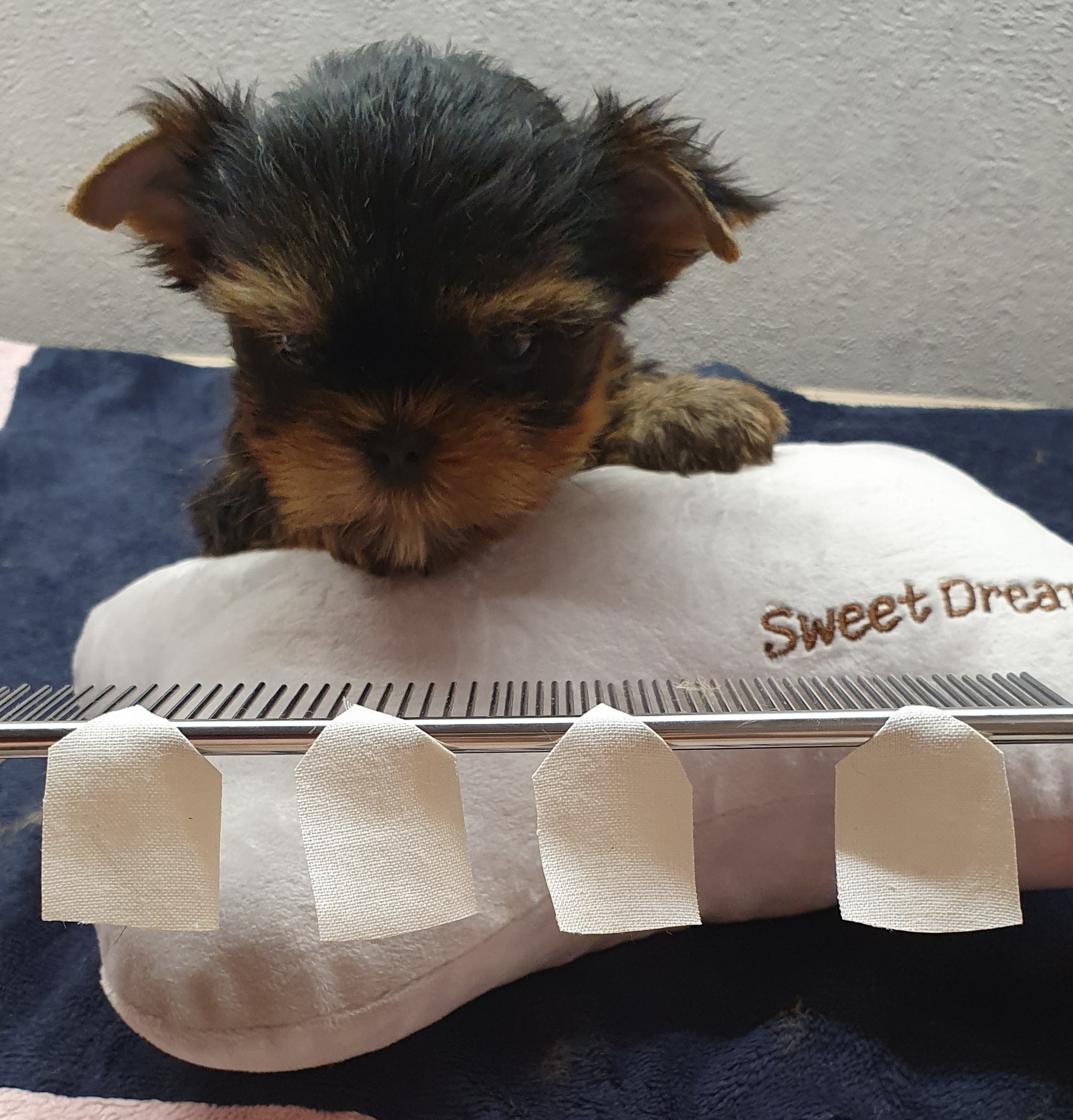 Как приклеить уши щенку Йоркширского Терьера. Питомник Йоркширских терьеров Дэнстайл в Санкт-Петербурге заводчик Тих