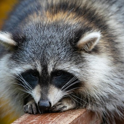 Более 50 видов животных и млекопитающих в зоопарке «Лесная Братва». Капибара, тапир, альпака, мохнатая корова, верблюд. Зоопарк уникальных животных Лесная братва