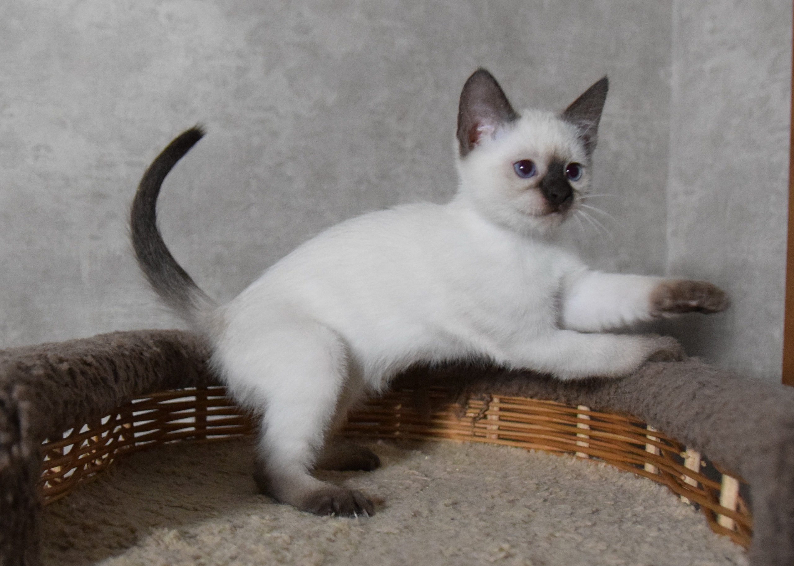 Котята. Питомник тайских кошек в Санкт-Петербурге Noyland