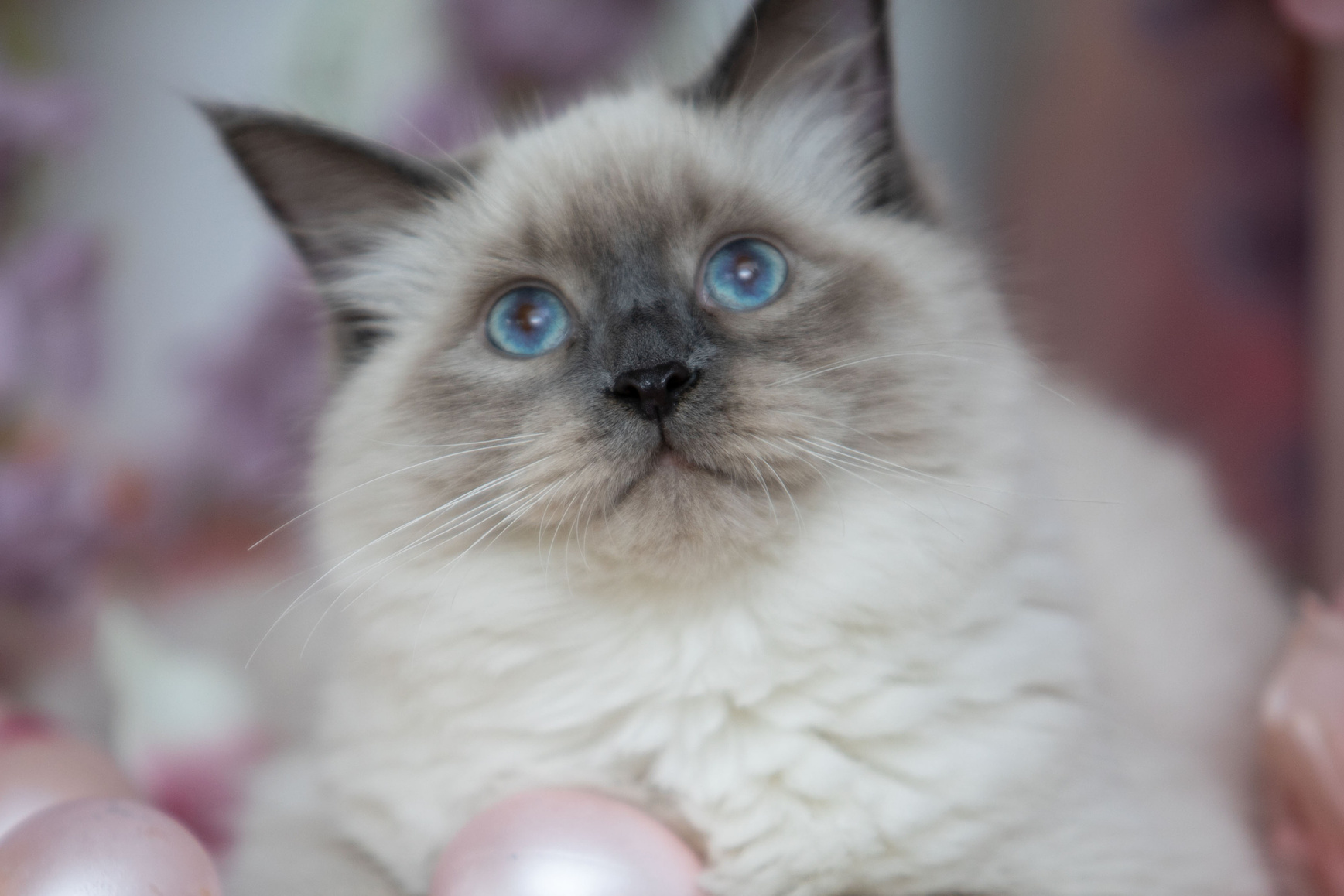 Наши кошки. Главная