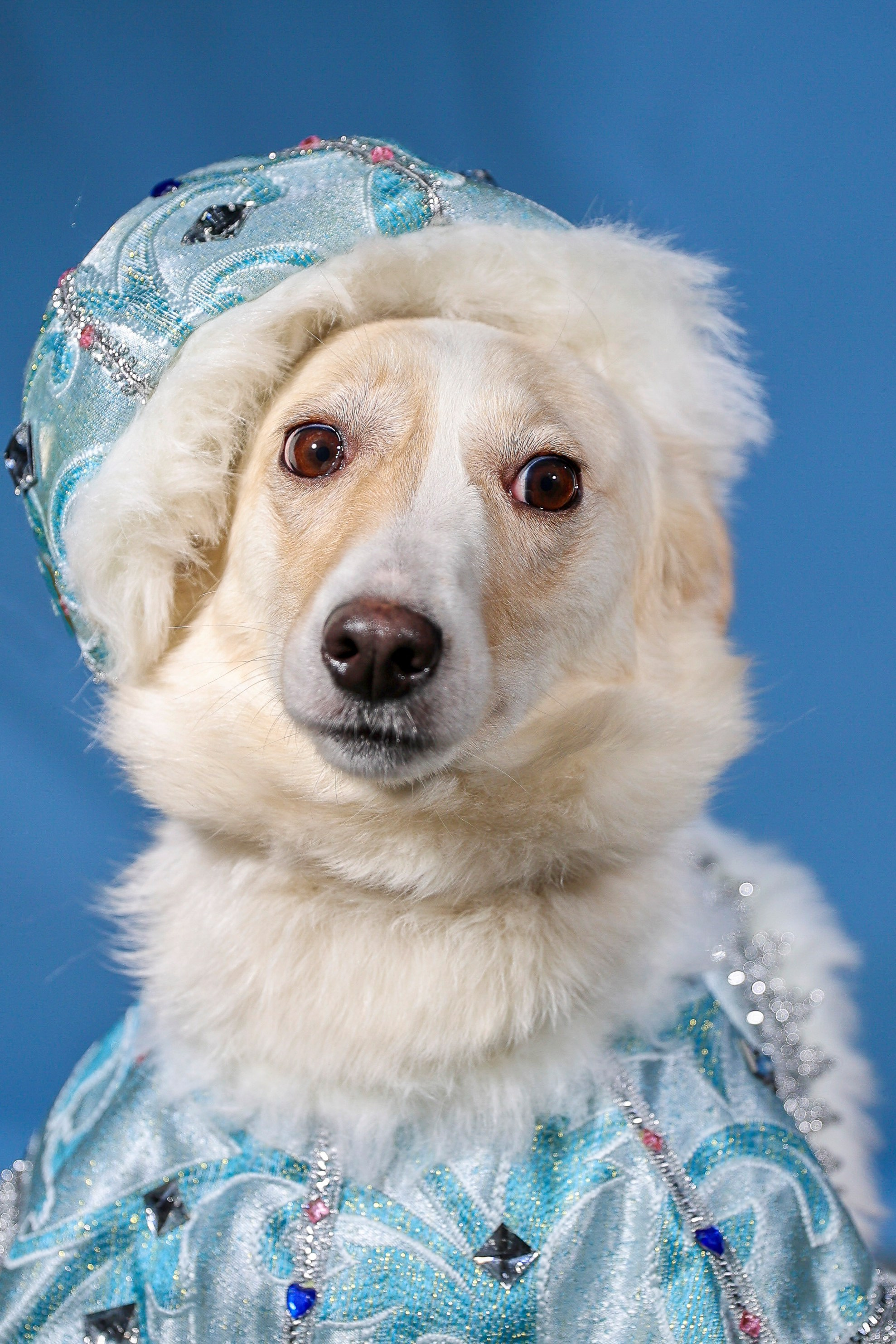 Приют четвероногий АНГЕЛ. Фотограф 📸 семейный, предметный, репортажный