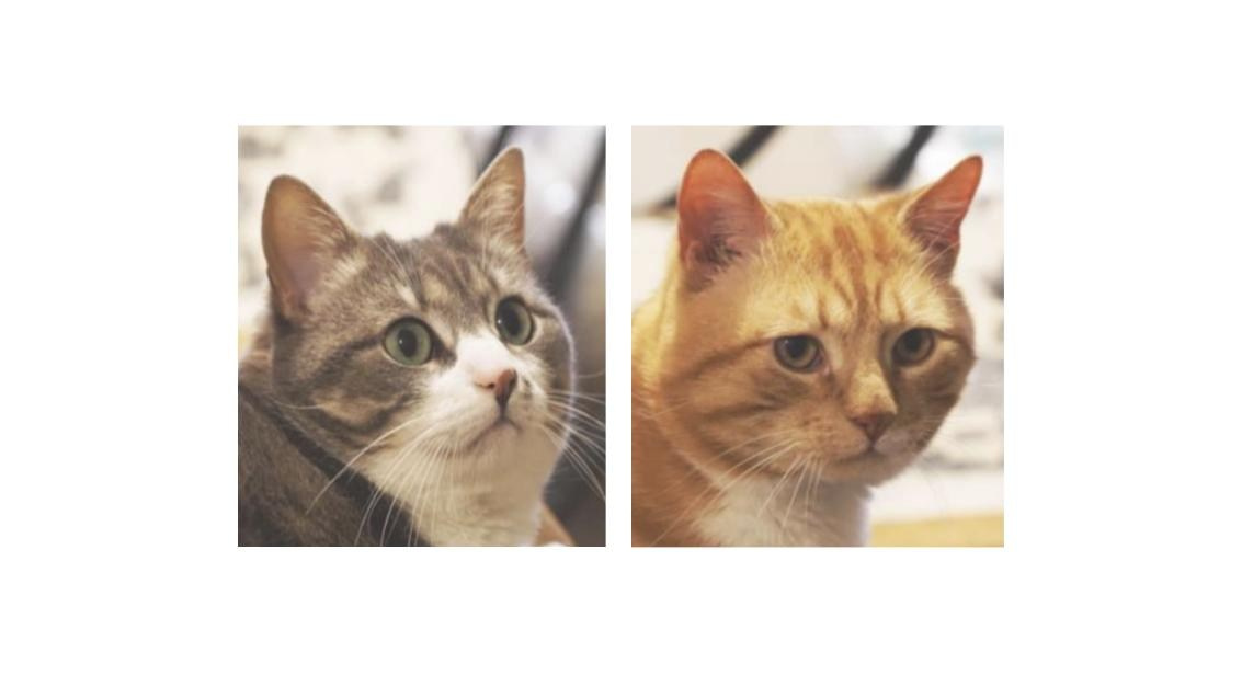 Коты-художники. Илья Крончев-Иванов