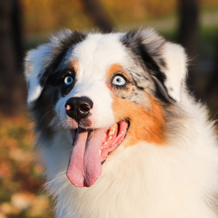 Наши собаки. BLGKV питомник собак