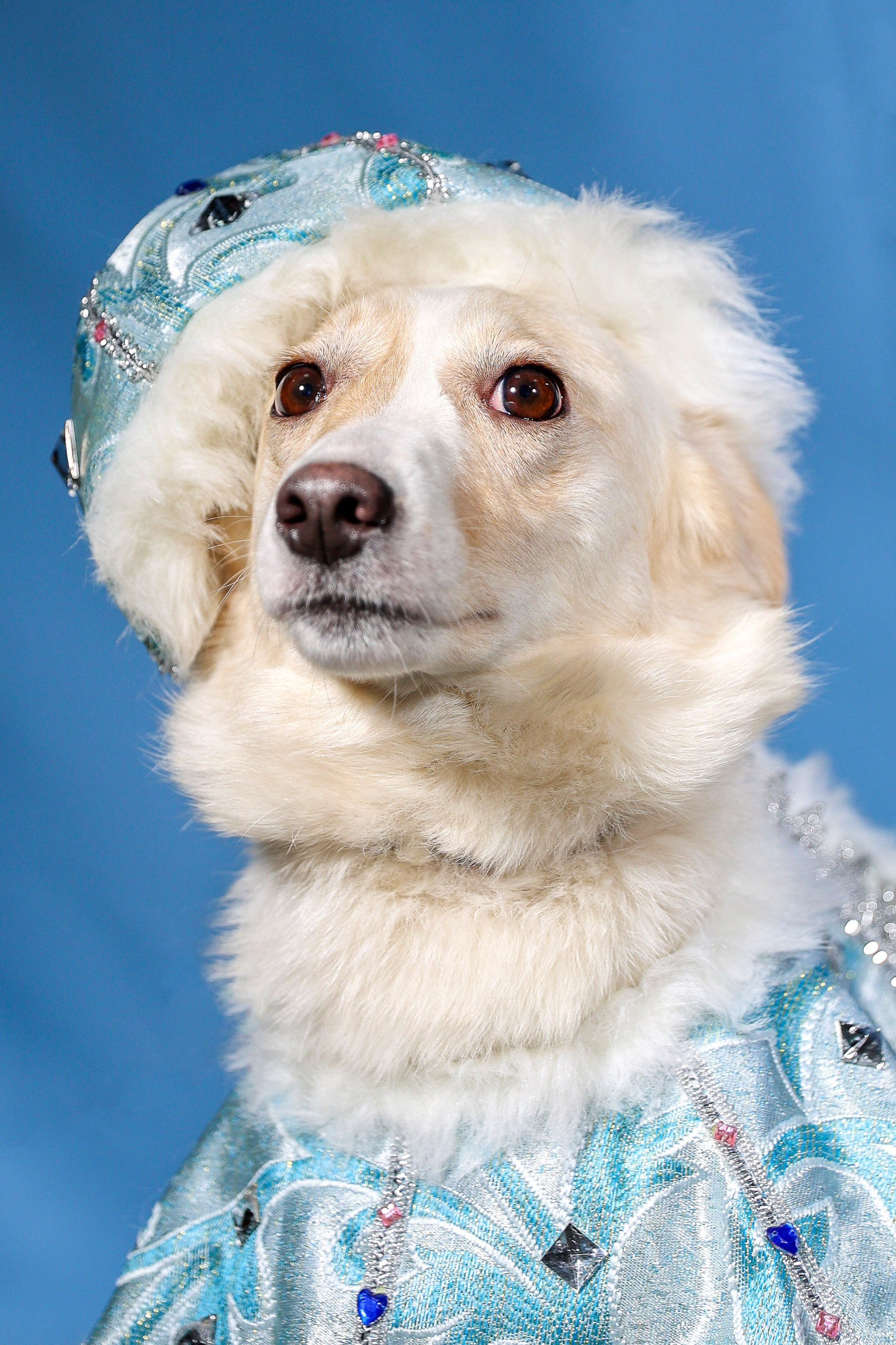 Приют четвероногий АНГЕЛ. Фотограф 📸 семейный, предметный, репортажный