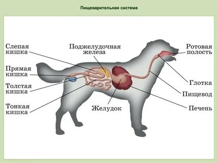 Анатомическое строение желудочно-кишечного тракта Американского Булли покет линии G2 Воронеж