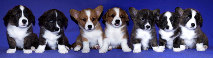 Племенная книга питомника Ice Fantasy. Ice Fantasy kennel: professional breeding of Siberian huskies and wels