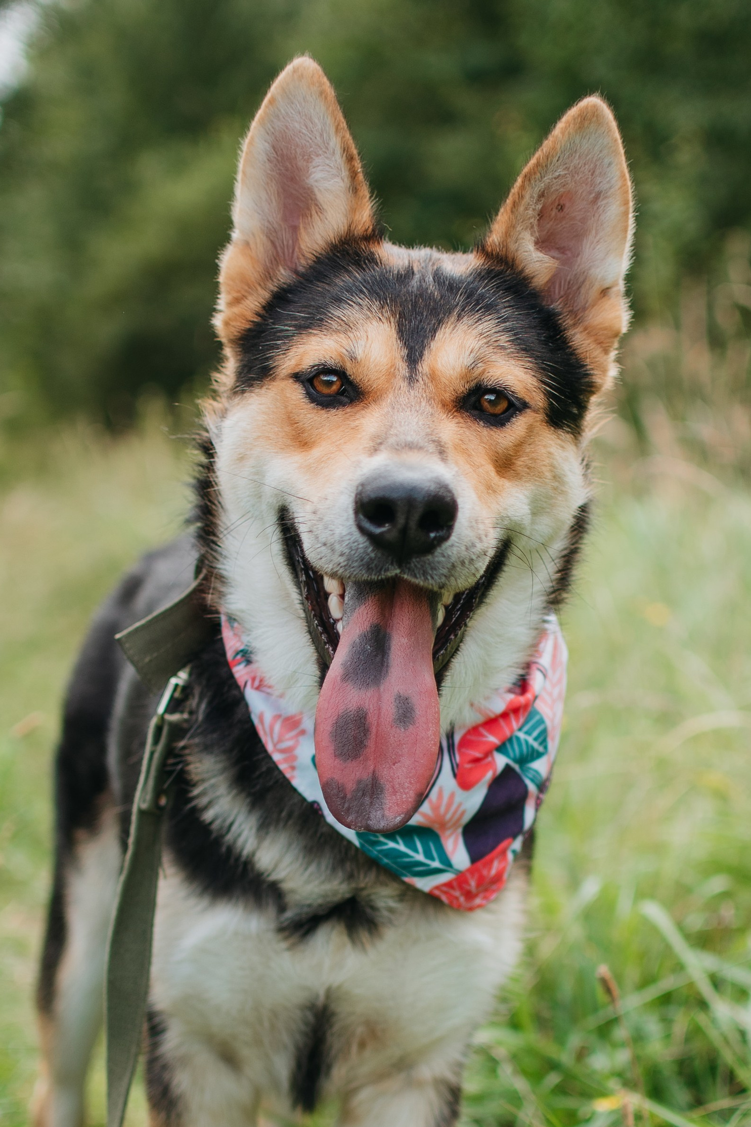 Животные на пристройство. Фотограф-анималист Валерия, Москва, Мытищи