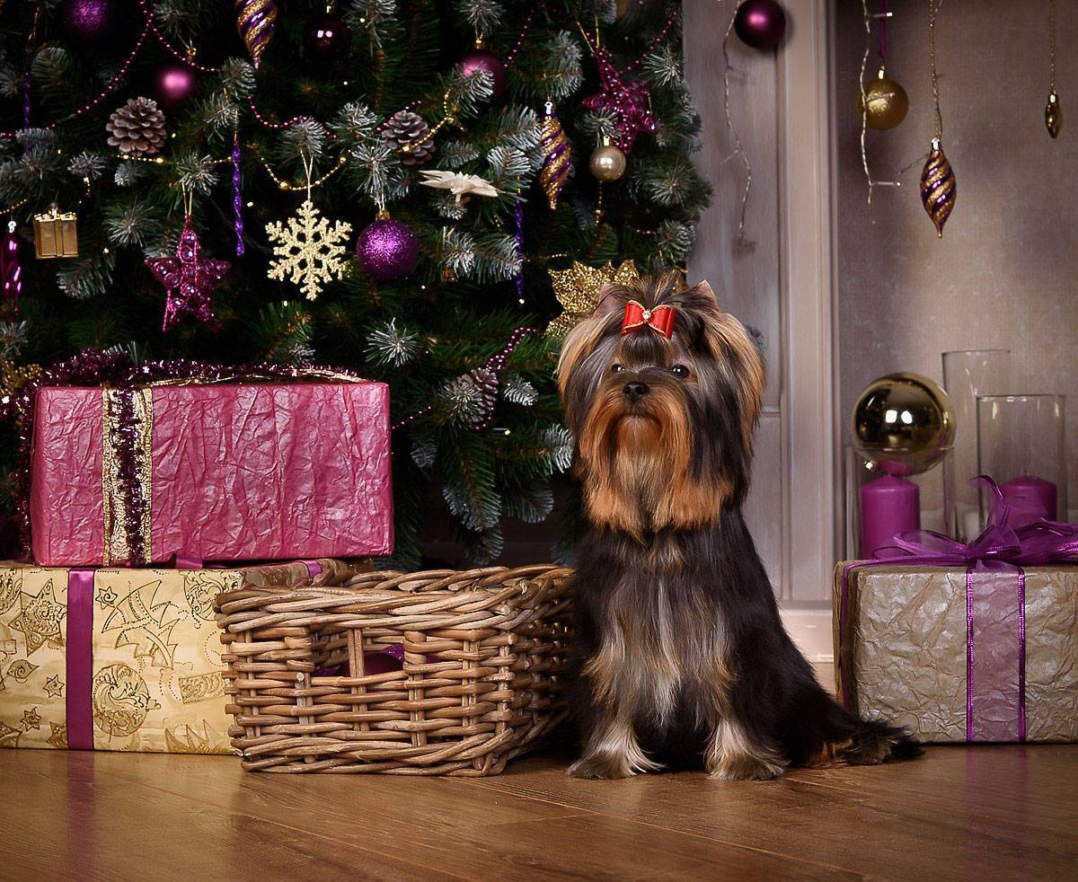 МАЙ СИЛЬВЕР ФРЕНД СЭЛФИ. Питомник Йоркширских терьеров Дэнстайл в Санкт-Петербурге заводчик Тих