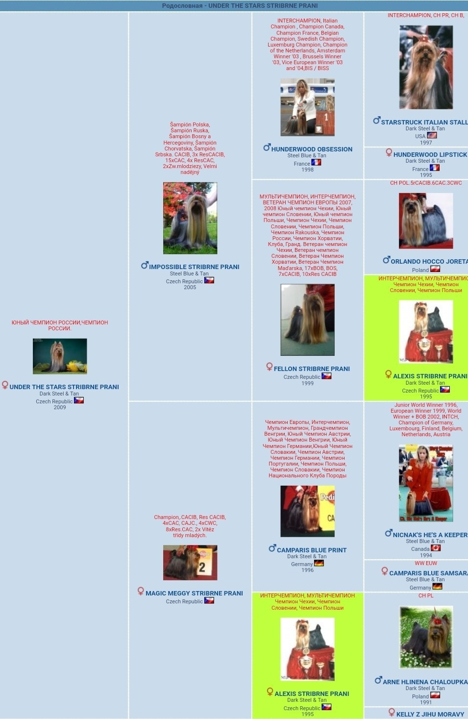 Under The Stars Stribrne Prani. Питомник Йоркширских терьеров Дэнстайл в Санкт-Петербурге заводчик Тих