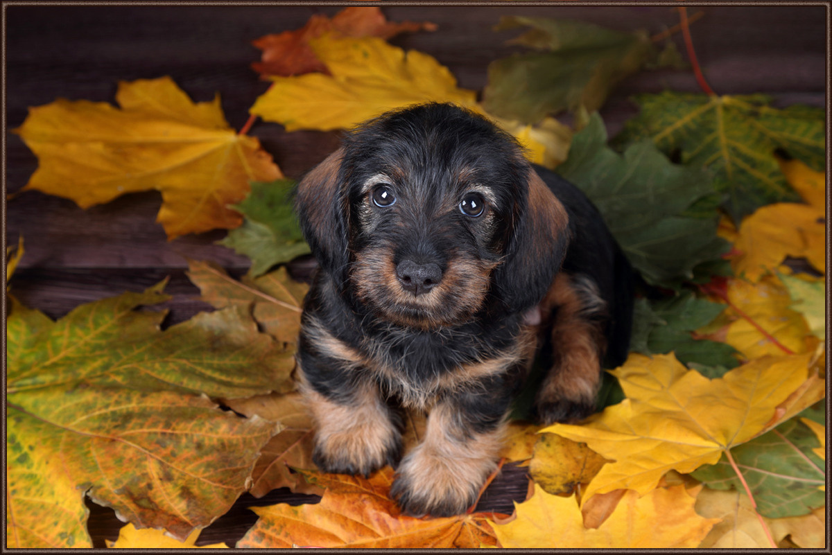 Профессиональная фотосъемка домашних животных в Санкт-Петербурге. Фото