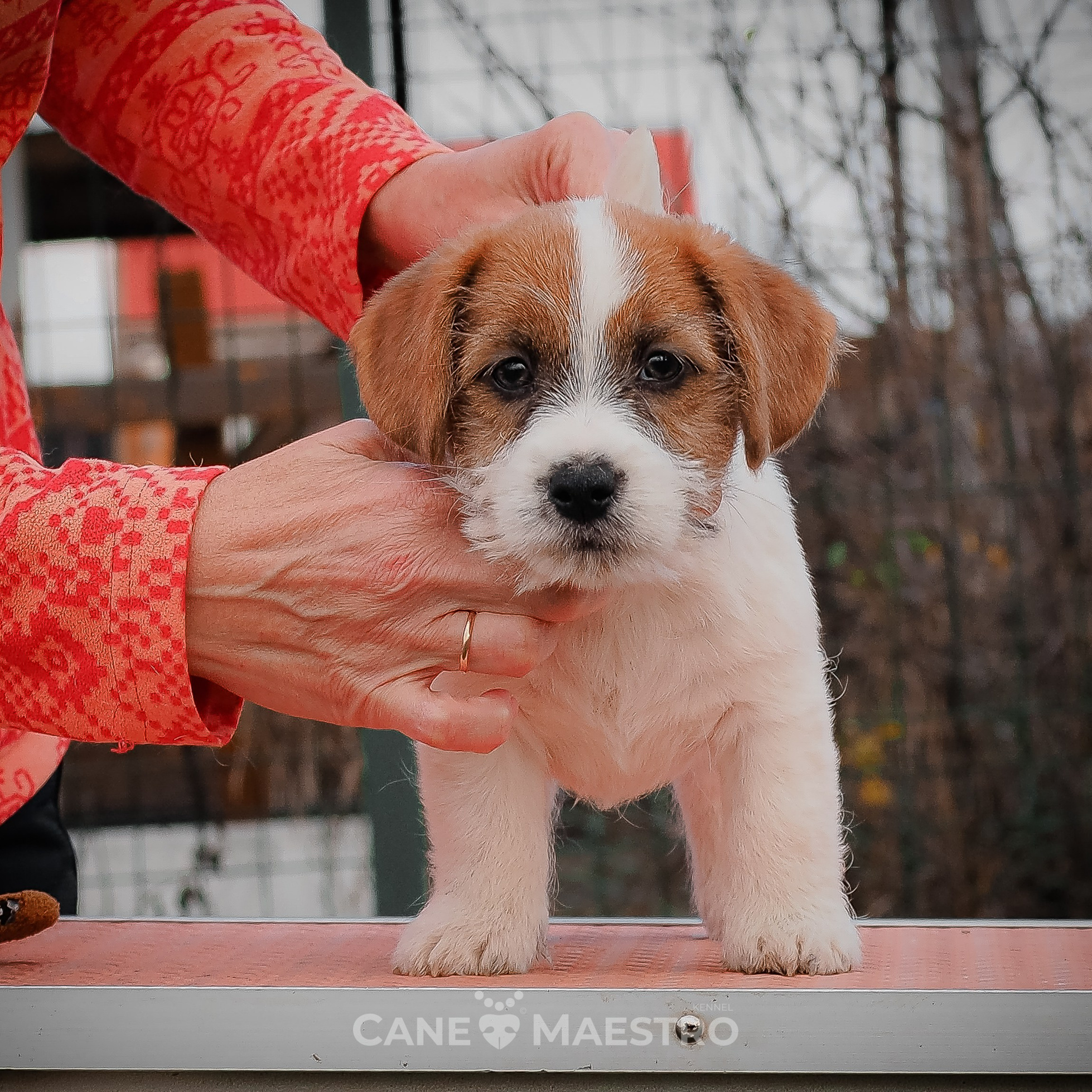 Джек рассел терьер невероятно харизматичные и умные собаки.