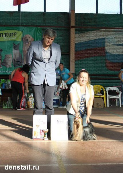 2013 г Результаты выставок. Питомник Йоркширских терьеров Дэнстайл в Санкт-Петербурге заводчик Тих