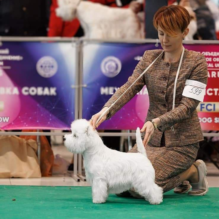 Новости питомника собак. Питомник собак породы вест хайленд вайт терьер в Москве