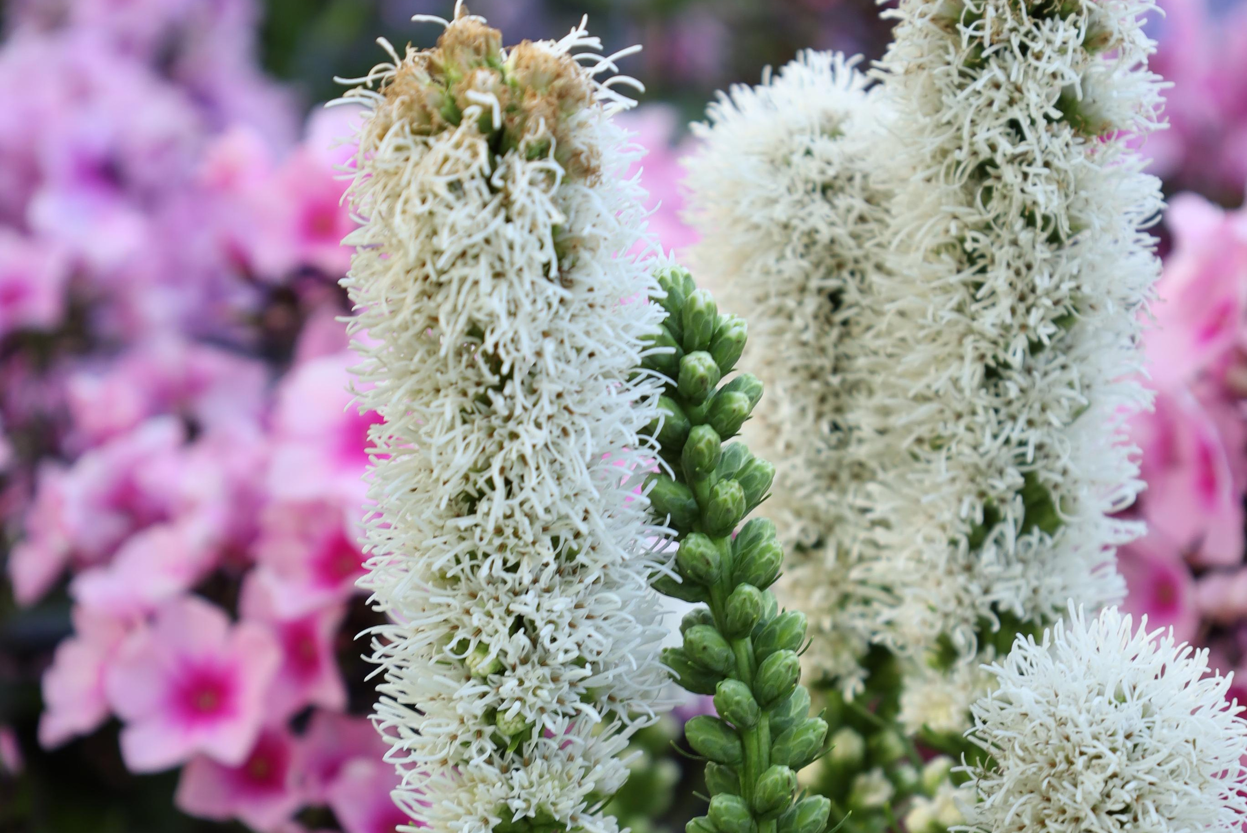 Фотокорреспондент — публикации в прессе. Семейный и свадебный фотограф в Москве и Домодедово Анна Авилочкина