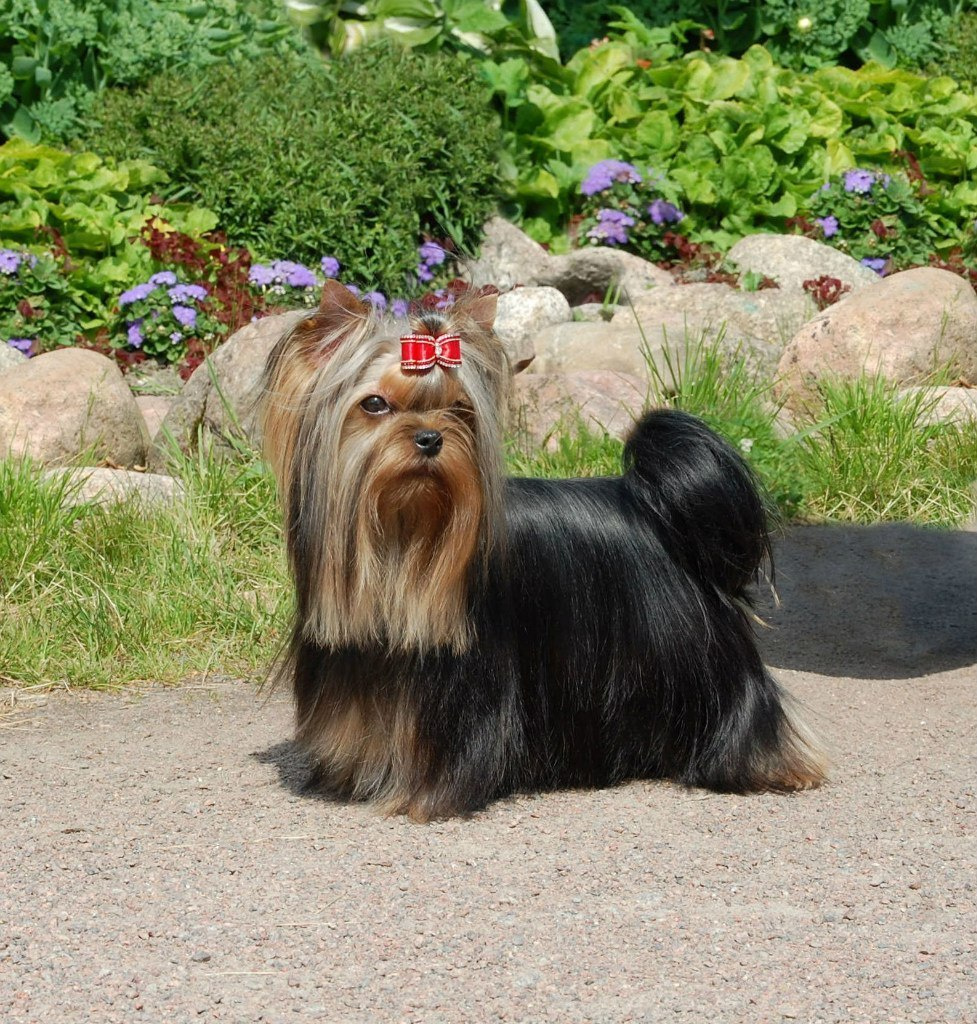 Xcalibr Stribrne Prani. Питомник Йоркширских терьеров Дэнстайл в Санкт-Петербурге заводчик Тих