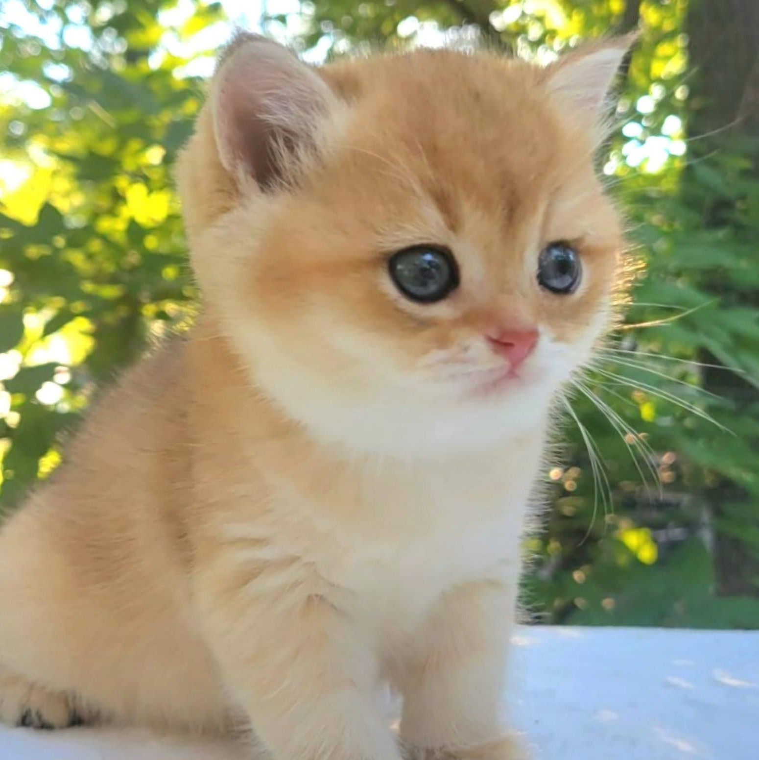 British Chinchilla cat