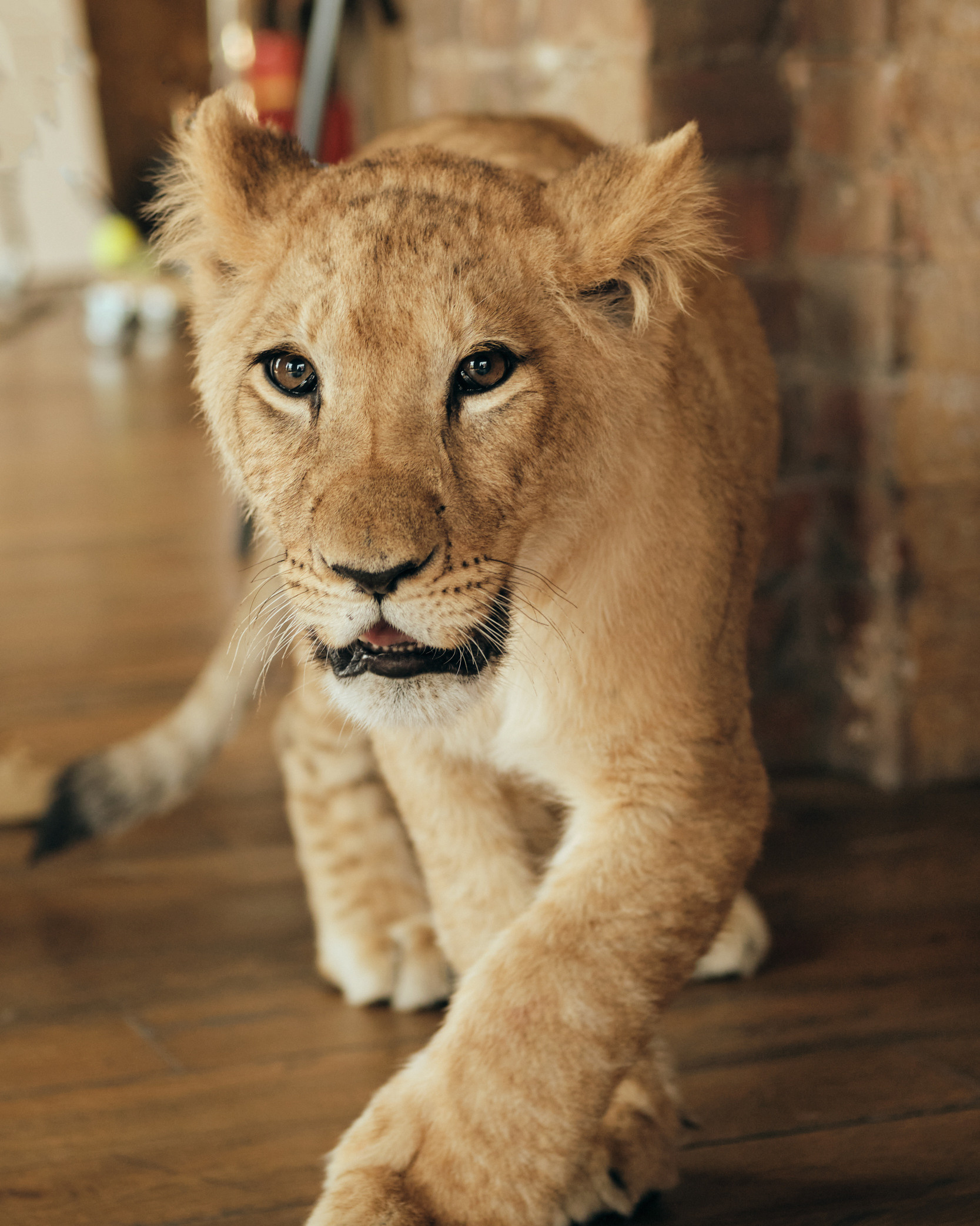 Фото с животными. Фотограф в Москве — Галунина Кристина