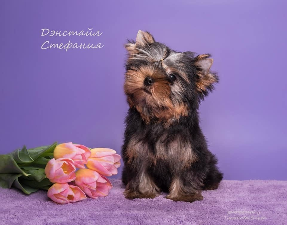 ДЭНСТАЙЛ СТЕФАНИЯ. Питомник Йоркширских терьеров Дэнстайл в Санкт-Петербурге заводчик Тих