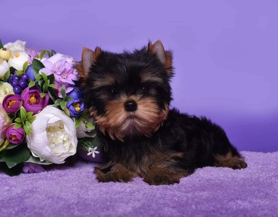 Кобель /Males. Питомник Йоркширских терьеров Дэнстайл в Санкт-Петербурге заводчик Тих