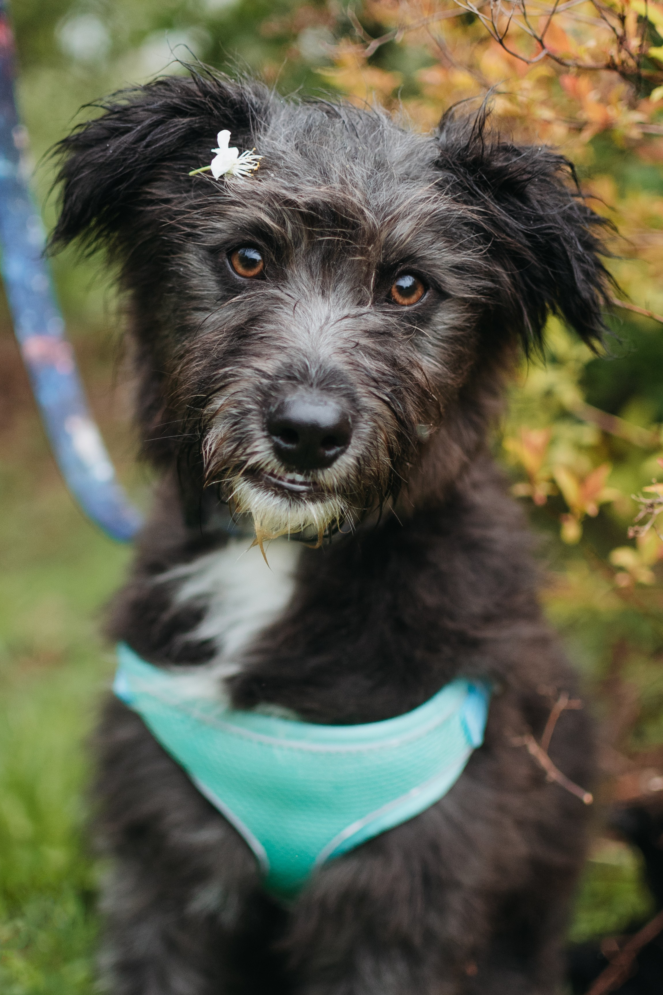 Животные на пристройство. Фотограф-анималист Валерия, Москва, Мытищи