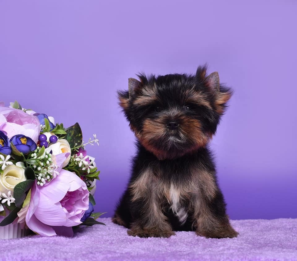 Very dark nice girl 3 month old. Adult weight 5 — 5.5 lbs. Питомник Йоркширских терьеров Дэнстайл в Санкт-Петербурге заводчик Тих