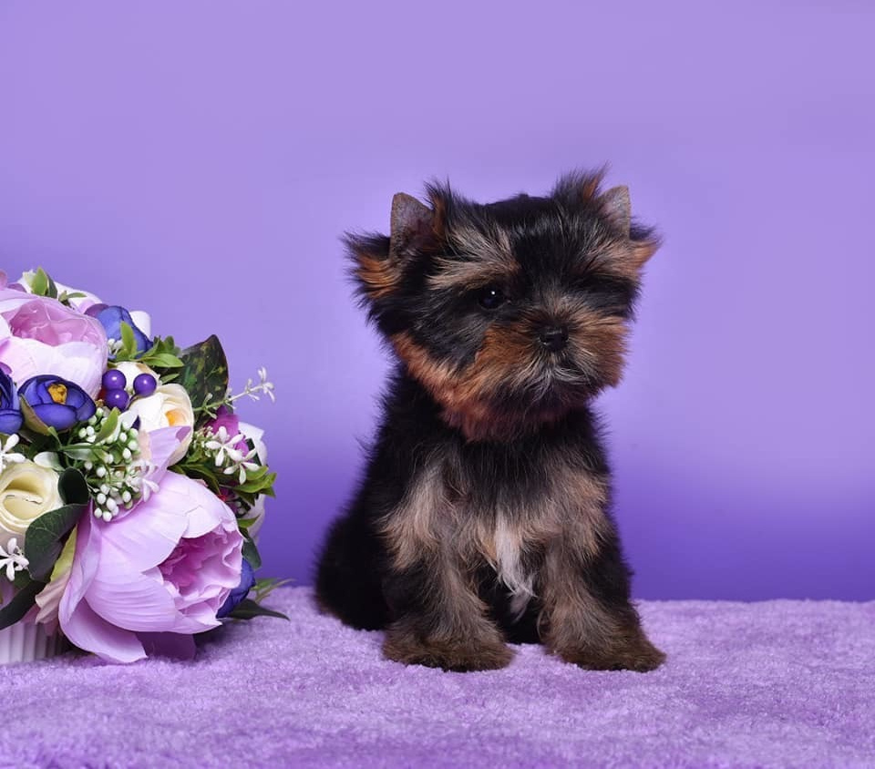 Very dark nice girl 3 month old. Adult weight 5 — 5.5 lbs. Питомник Йоркширских терьеров Дэнстайл в Санкт-Петербурге заводчик Тих