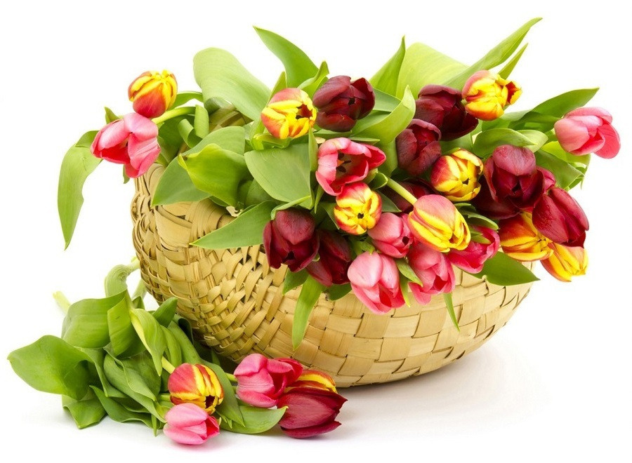 Стоматология в Твери - Линия Улыбки. Стоматология в Твери - Линия Улыбки