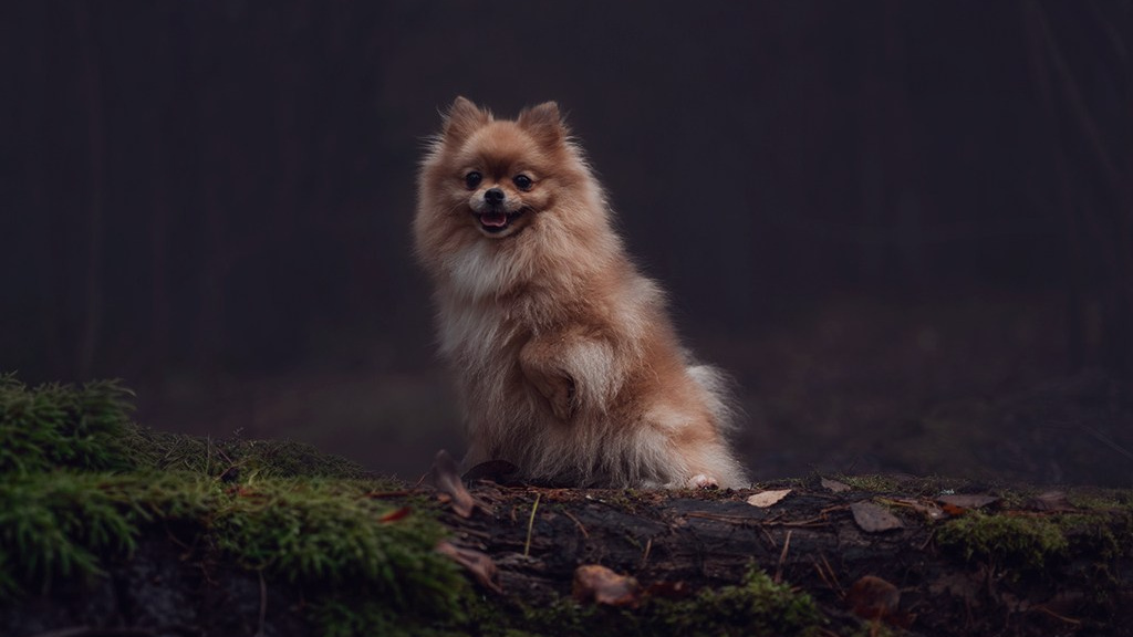 Фотограф — анималист RISHELL PHOTO