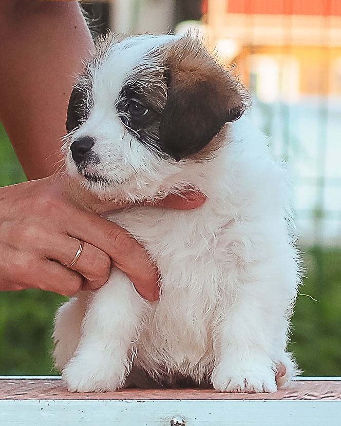 LITTER «В» 23/04/2026. CANE MAESTRO — kennel Jack Russell Terrier