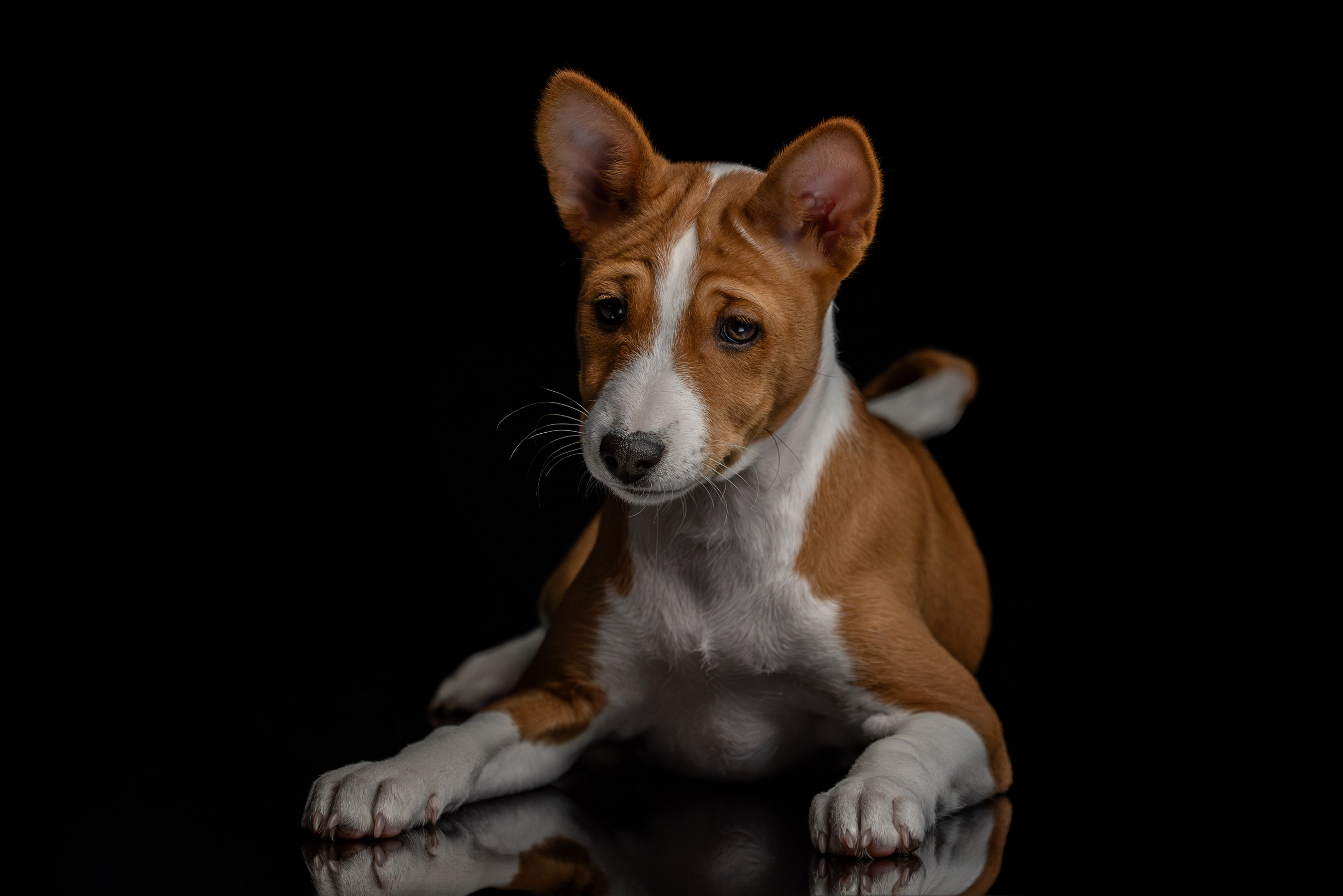 Милый пушистый щенок серого цвета на зеленом фоне